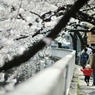 spring for tokyoites 2019