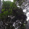 R0011085