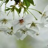 平成最後を咲く桜達～xxvii