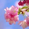平成最後を咲く桜達～xxviii