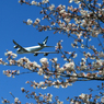 「青が好き」 さくら・咲き始めました ✈出発です