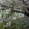 上野の桜３