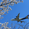 ☀「あおぞら」 桜とコラボ　✈747ジャンボ✈飛びます