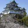 和歌山城の桜 #3