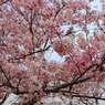 平成〜命和への桜