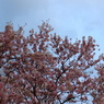 平成〜命和への桜