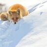 春まだ遠く