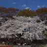 公園 お花見