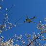 「すかい」   さくら・咲き始めました Airbus・Takeoff