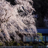 桜、舞い散る