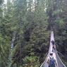Rynn Canyon
