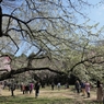 二分咲きでも桜は桜