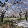 サクラ1