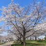 サクラ2