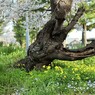 桜  幹