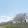 サクラ13