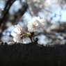 サクラ18