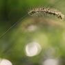 _MG_9854s