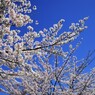 平成最後を咲く桜達～xxxiii