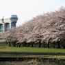 水門と桜のある風景