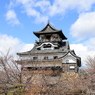 『犬山城×桜、、、』