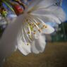 春風　桜