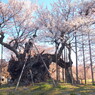 山高神代桜