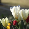 稲荷山公園・桜花壇1