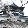 犬山城と桜