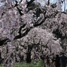 にぎわいの桜