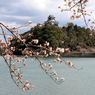 『犬山城×桜・桜』