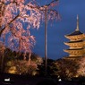 枝垂桜と五重塔