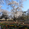 稲荷山公園・桜7