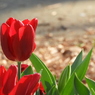 稲荷山公園・桜花壇5