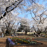 稲荷山公園・桜8