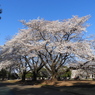 稲荷山公園・桜10