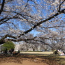稲荷山公園・桜11