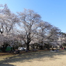 稲荷山公園・桜12