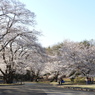 稲荷山公園・桜13