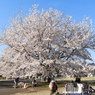 稲荷山公園・桜14