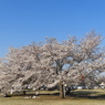 稲荷山公園・桜15