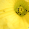 sweet * yellow
