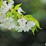平成最後を咲く桜達～xxxvi