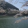 春風　桜満開　Ⅱ