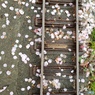 sakura drops