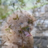 トイプーと桜