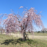 枝垂れ桜1