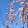 枝垂れ桜3