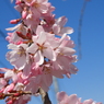 枝垂れ桜4