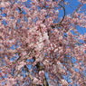 枝垂れ桜5